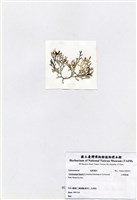 藏品(白果胞藻)的圖片